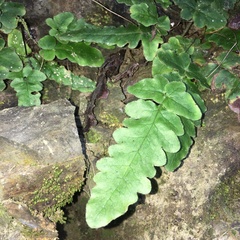 Tectaria zeilanica