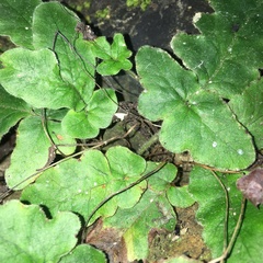 Tectaria zeilanica