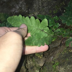 Tectaria zeilanica