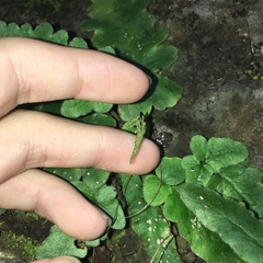 Tectaria zeilanica