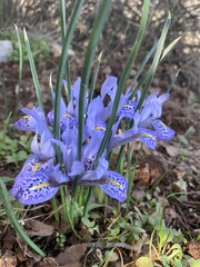 Iris histrio
