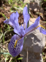 Iris histrio