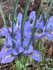 Iris histrio