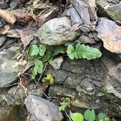 Tectaria zeilanica