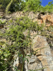 Mesosphaerum pectinatum