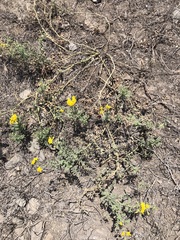 Solanum corneliomulleri