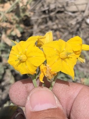 Solanum corneliomulleri