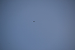 Haliaeetus albicilla