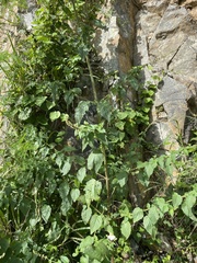 Mesosphaerum pectinatum