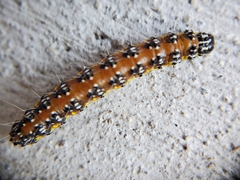 Uresiphita reversalis