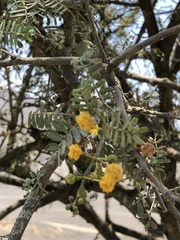Solanum corneliomulleri