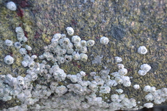 Semibalanus balanoides