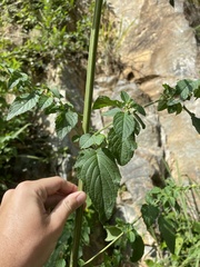 Mesosphaerum pectinatum