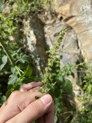 Mesosphaerum pectinatum