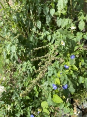 Mesosphaerum pectinatum