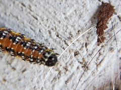 Uresiphita reversalis