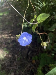 Jacquemontia pentanthos