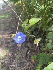 Jacquemontia pentanthos