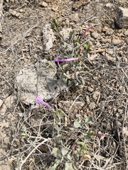 Dicliptera tomentosa