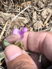 Dicliptera tomentosa