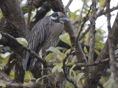Nyctanassa violacea