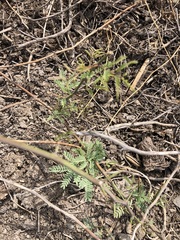 Prosopis limensis