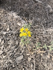 Solanum corneliomulleri
