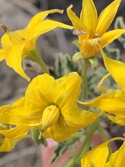 Solanum corneliomulleri