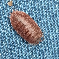 Porcellio debueni