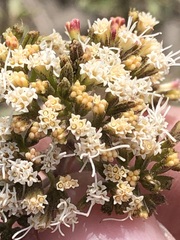 Ophryosporus piquerioides