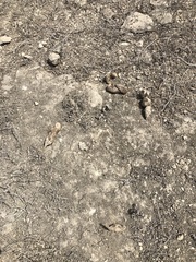 Athene cunicularia