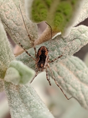 Dasylobus