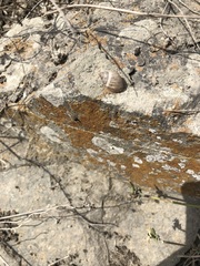 Bostryx conspersus