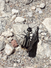 Epicauta semivittata