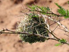 Ploceus cucullatus spilonotus