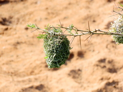 Ploceus cucullatus spilonotus