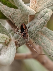 Dasylobus