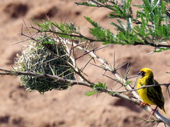 Ploceus cucullatus spilonotus