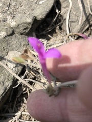 Dicliptera tomentosa