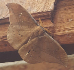 Copaxa multifenestrata