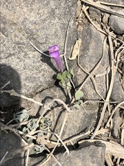 Dicliptera tomentosa