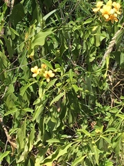 Barleria crossandriformis