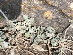 Cistanthe paniculata