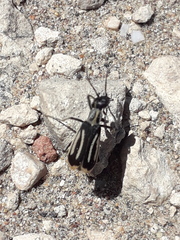 Epicauta semivittata