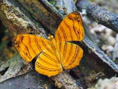 Chersonesia rahria