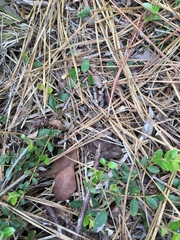 Vaccinium crassifolium