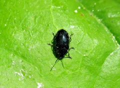 Phratora vulgatissima