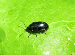 Phratora vulgatissima