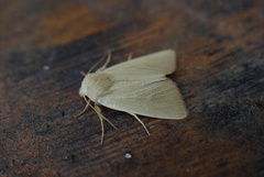 Arenostola phragmitidis