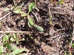 Cicindela campestris